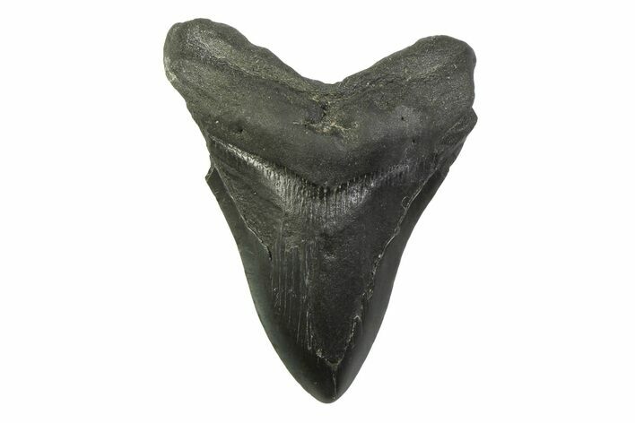 Bargain, Fossil Megalodon Tooth - South Carolina #341377